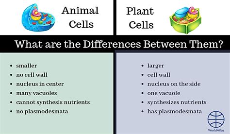 Difference Between Plant And Animal Cells